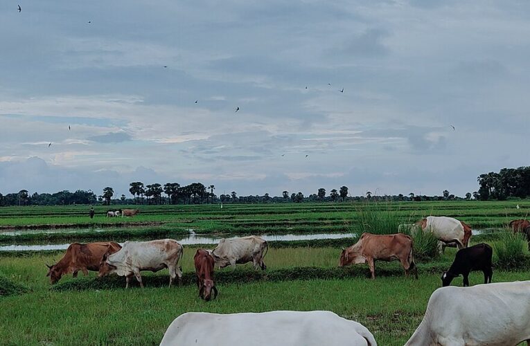 गायों की मौत के मामले में गौशाला प्रबंधक हुआ गिरफ्तार