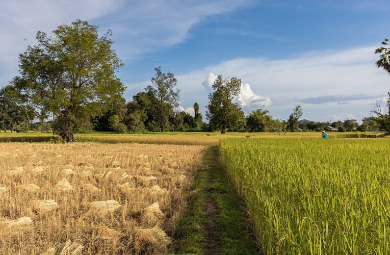 धान खरीद नीति से यूपी के किसानों को होगा सीधा लाभ