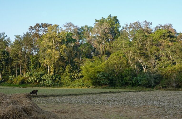चावल निर्यात में राहत से किसानों की आय बढ़ने की उम्मीद