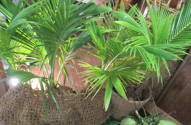 कयर निर्यात ग्यारह वर्षों में चार गुना बढ़कर छियासठ सौ करोड़