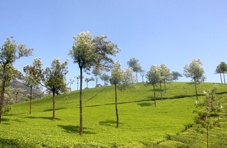 कानपुर में गंगा किनारे वृक्षारोपण अभियान का दूसरा चरण शुरू